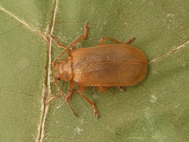 Chrysomelidae Galerucinae: Galerucella nymphaeae (cfr.)